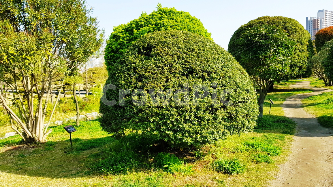 정원,가든,나무,공원,봄나무,식물,자연,plants,nature,나무,trees,wood