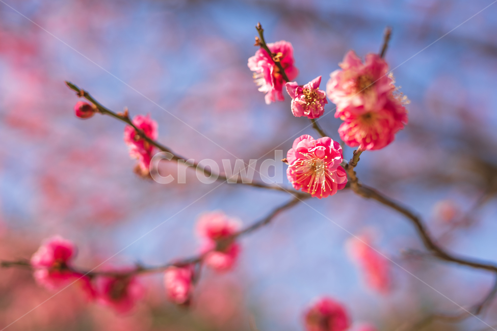 봄,봄꽃,홍매화,계절,자연,flower,봄,계절,spring,season,식물,자연,plants,nature,꽃,flower,plant
