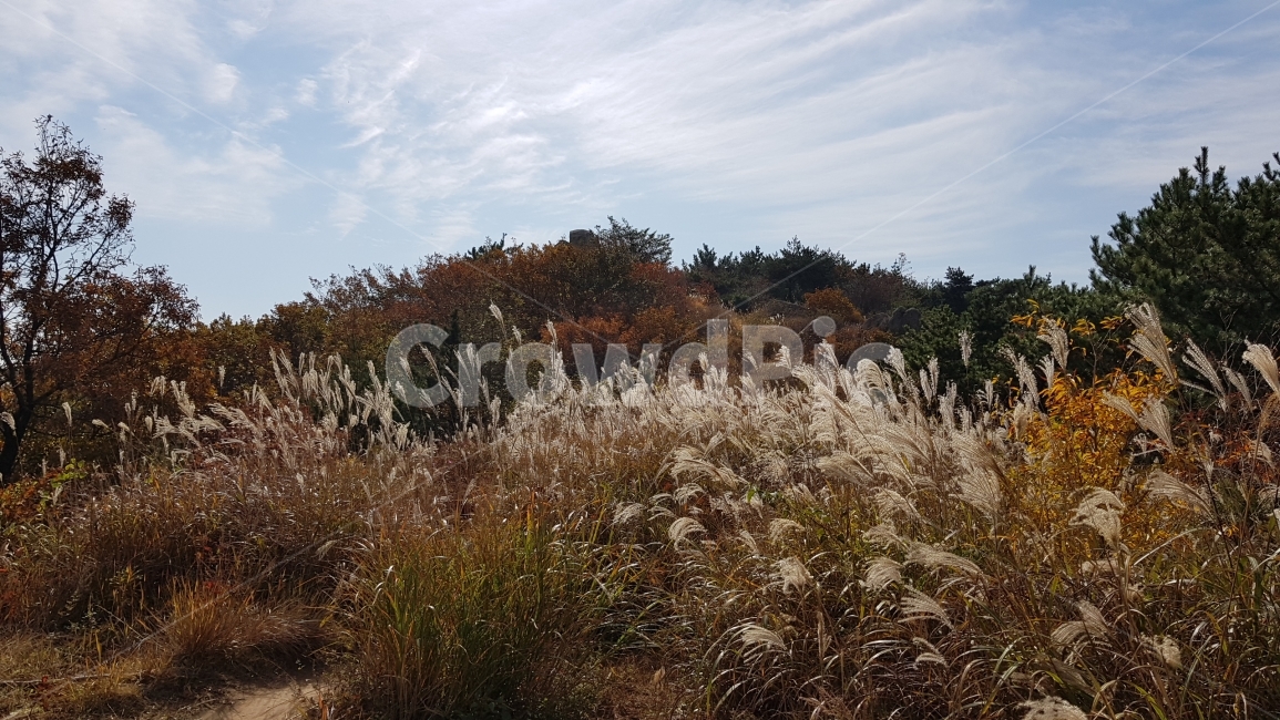 갈대,가을,하늘,억새,산,나무,갈색,하늘색,구름,푸른,reed,sky,cloud,mountain,fall,가을,계절,fall,autumn,season,자연,풍경,nature,landscape,grass,잔디,plant,식물,lawn