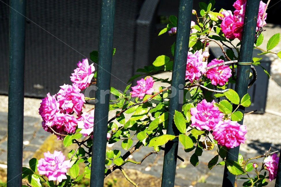 plant,식물,flower,blossom,꽃