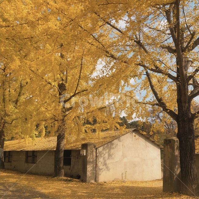 은행나무,거창,의동마을,은행,은행나무숲,가을,자연,autumn,가을,계절,fall,autumn,season