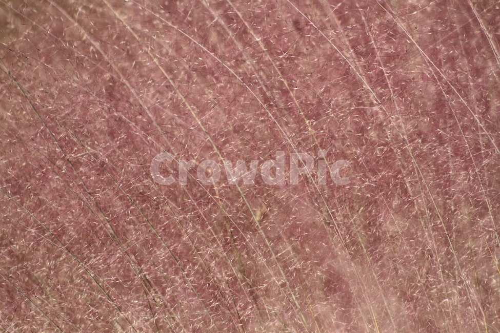핑크뮬리,식물,가을,핑크,pinkmuhly,가을,계절,fall,autumn,season,식물,자연,plants,nature,texture,조직