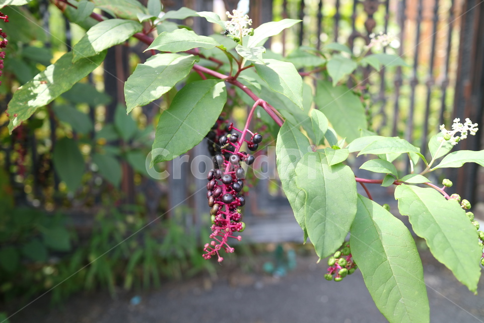 열매,식물,plant,leaf,잎,자연,야외
