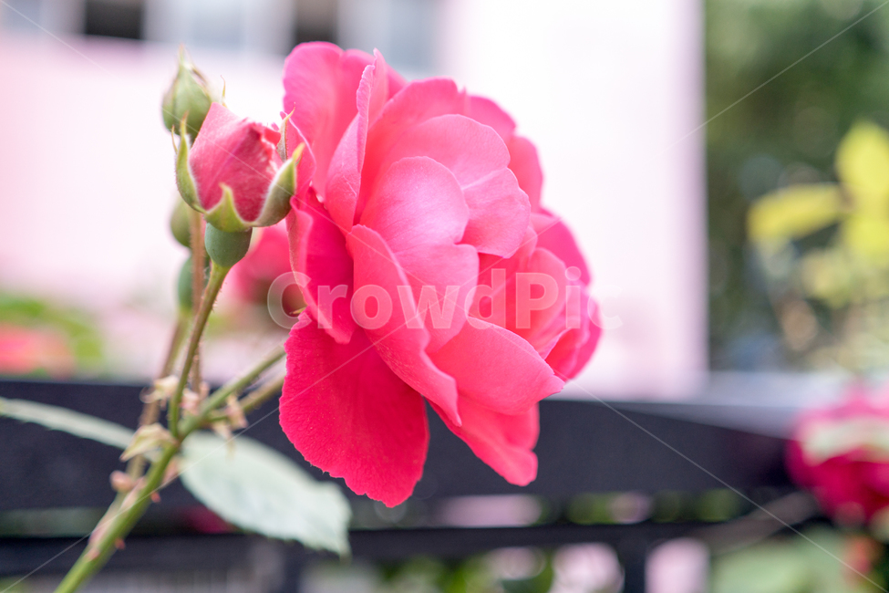 장미,가을장미,붉은장미,레드장미,빨간장미,가을,가을꽃,화단,가을화단꽃,자연,식물,plants,nature,flower,spring,아웃포커싱,공원,식물,자연,plants,nature,꽃,flower