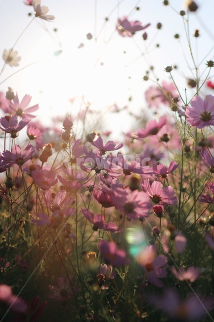 가을,꽃,코스모스,분홍,핑크,autumn,flower,cosmos,pink,pretty,beautiful,감성,감성사진,가을,계절,fall,autumn,season,식물,자연,plants,nature,꽃,flower,geranium,제라늄,blossom,plant