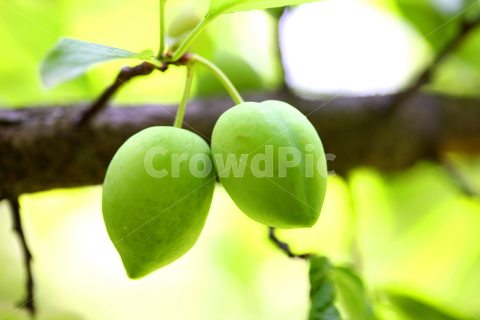과일,식물,나무,풍경,자연,식물,자연,plants,nature,과일,열매,fruit