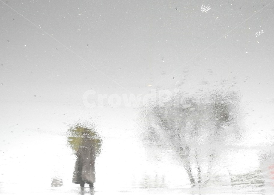 겨울비,비오는거리,비,겨울나무,12월,비,비오는날,rain,rainy