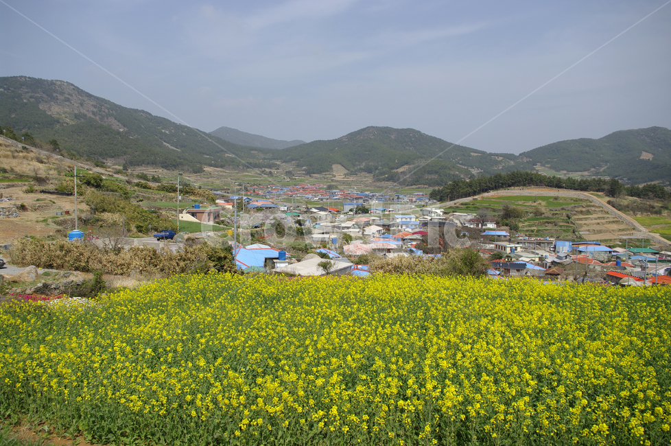 유채꽃,꽃밭,꽃,flower,계절,봄,spring,하늘,구름,풍경,마을,산,시골,청산도,봄,계절,spring,season,시골,마을,풍경,landscape,country,rural,town,nature,자연,outdoors,옥외,grassland,목초지,field,들,농촌,farm,농장