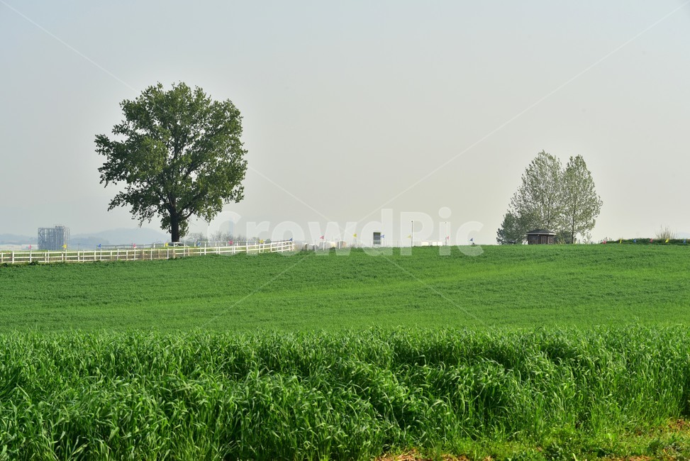 green,tree,grassland,farmland,healing,Anseong Farm Land,sight,rye field,landscape,rye