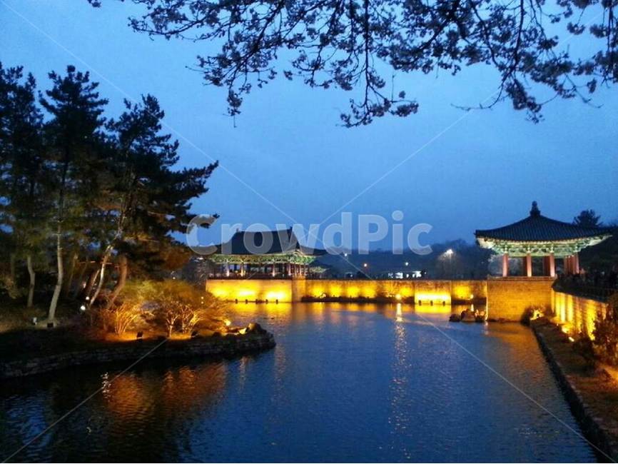 문화재,고건축,전통,안압지야경,동궁과월지,경주,소나무,연못,호수,유적지,야경,랜드마크,건물,건축,유적,한국문화,한국역사,한국전통,Koreanculture,Koreantradition,nightview,scenery,야경,밤,풍경,nightscape,night,landscape,한국전통,한국문화,korean traditional,korean culture,건축물,건물외관,exterior,building,structure,architecture,construction,pagoda,탑,worship,예배,shrine,신사
