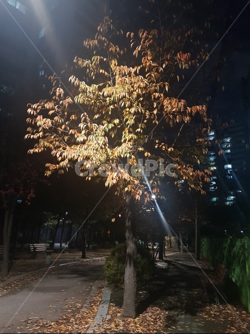 단풍,나무,산책로,가을풍경,가을밤산책,가을,계절,fall,autumn,season,식물,자연,plants,nature,나무,trees,wood
