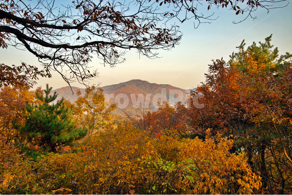 숲,자연,가을,계절,단풍,낙엽,가을산,가을,계절,fall,autumn,season,자연,풍경,nature,landscape
