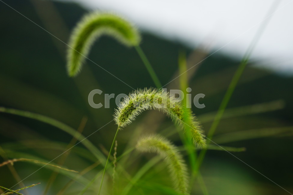 plant,식물,pollen,화분,geranium,blossom,꽃,flower,식물,자연,plants,nature