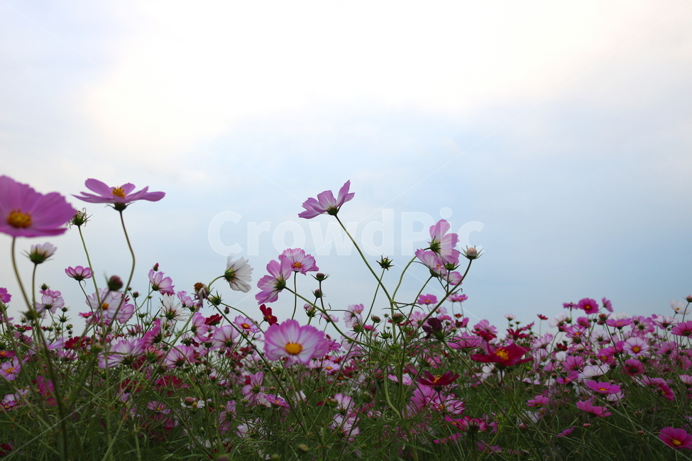 코스모스,꽃,코스모스꽃,식물,자연,야생화,들꽃,가을,국화과,가을,계절,fall,autumn,season,식물,자연,plants,nature,꽃,flower,blossom,geranium,제라늄,plant