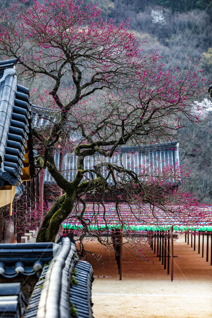 홍매화,흑매화,봄,사찰,화엄사,감성,풍경,기와,추녀,안마당,garden,정원,한국전통,한국문화,korean traditional,korean culture,건축물,건물외관,exterior,building,structure,architecture,construction