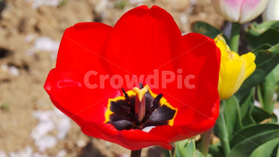 튤립,꽃,tulip,봄,플라워