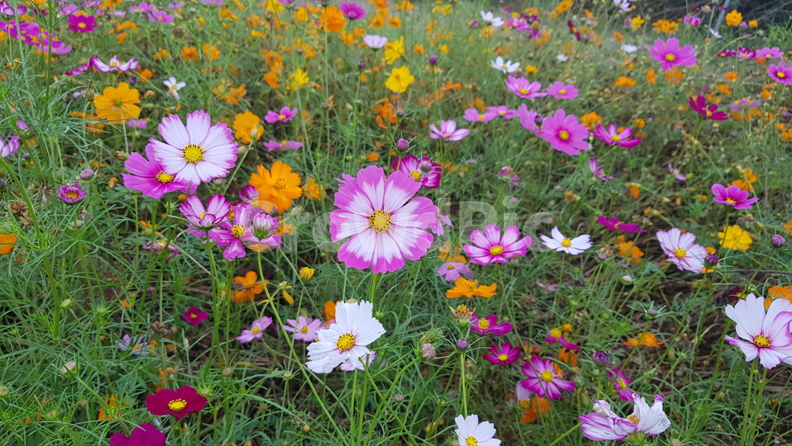 김천,코스모스,plant,제라늄,anemone,식물,blossom,아네모네,꽃,geranium,flower,코스모스밭,풍경,꽃밭