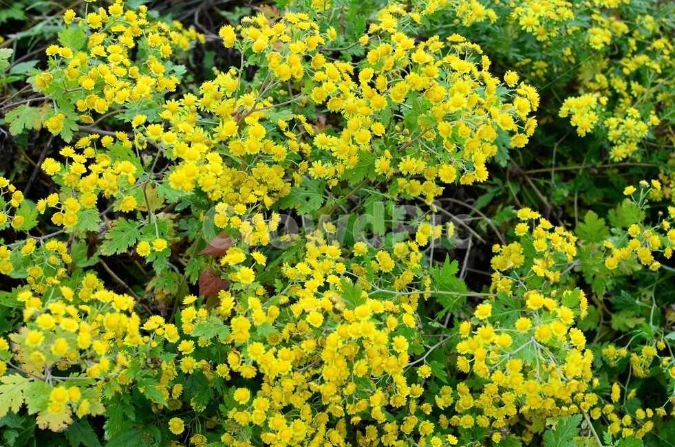감국,들국화,가을야생화,가을들풀,가을,국화,식물,자연,plants,nature,꽃,flower