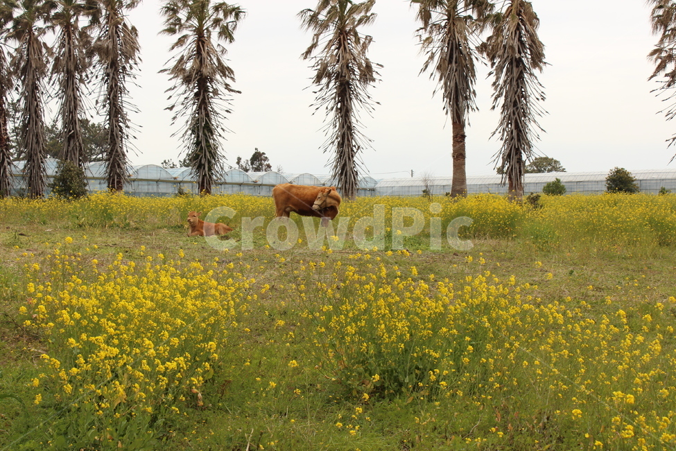 소,들판,노란꽃,풍경,나무,봄,계절,spring,season,동물,animal,포유류,mammal,grassland,목초지,field,들,outdoors,옥외,nature,자연,cattle,가축,cow