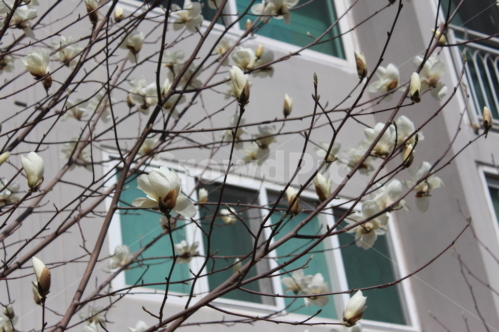 꽃,봄,spring,계절,꽃나무,flower,plant,식물,목련,꽃봉우리,봉우리
