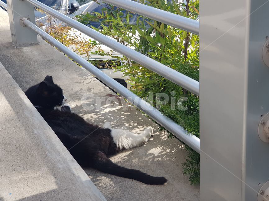 고양이,동물,야옹이,낮잠,햇빛,검은고양이,길냥이,야생,cat,street,nap,sunshine,animal