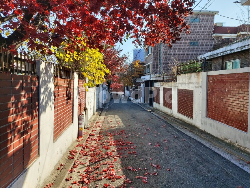 가을,단풍,동네,골목,autumn