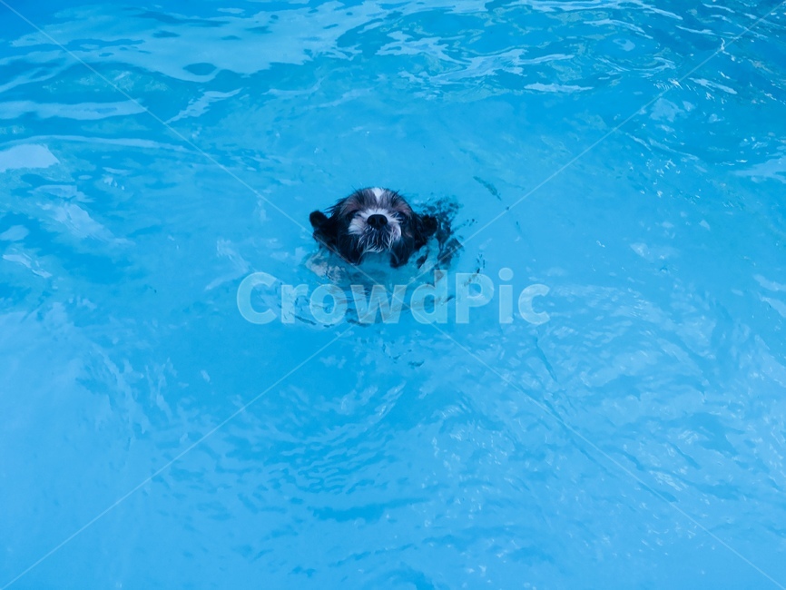 강아지,수영,swimming,개헤엄,여름,여름,계절,summer,season,동물,animal,포유류,mammal,개,강아지,dog,doggy