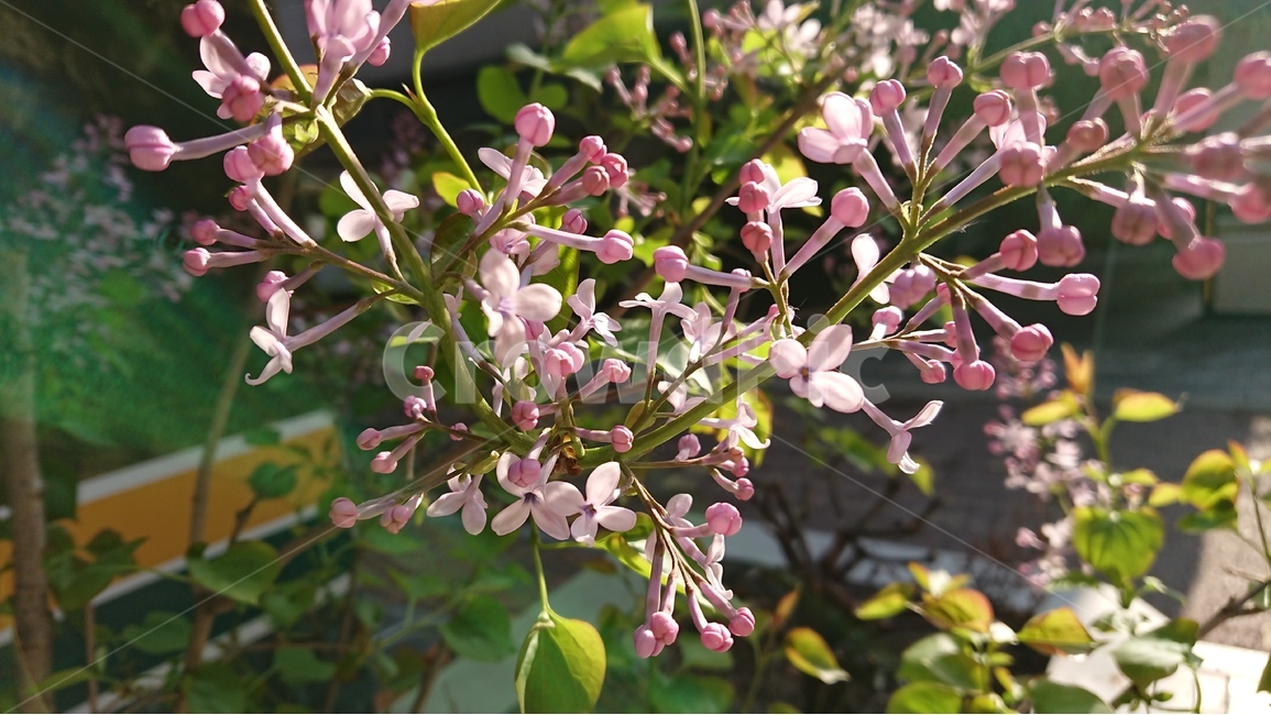 봄,꽃,봄꽃,라일락,핑크색,5월,아침햇살,보라색,수수꽃다리,봄,계절,spring,season,식물,자연,plants,nature,꽃,flower,plant,blossom