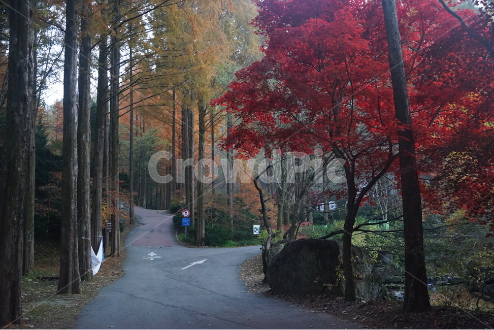 숲길,공원길,가을숲,단풍,메타쉐콰이어,산책로,가을,계절,fall,autumn,season,자연,풍경,nature,landscape,tree,나무,plant,식물