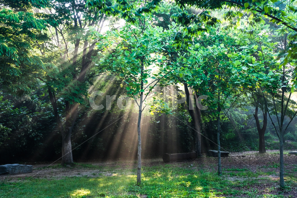 해빛,빛살,나무,자연,빛내림,자연,풍경,nature,landscape,휴식,힐링,rest,relaxation,healing,sunlight,햇빛