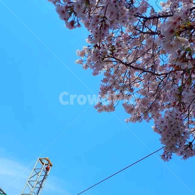 벚꽃,꽃,하늘,나무,식물,flower,분홍색,파란색