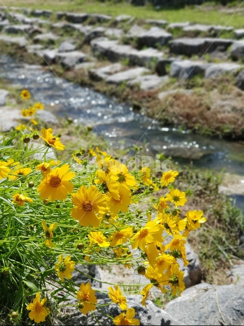 금계국,노랑,봄,풍경,맑음,봄,계절,spring,season,식물,자연,plants,nature,꽃,flower,blossom,petal,꽃잎,plant,outdoors,옥외