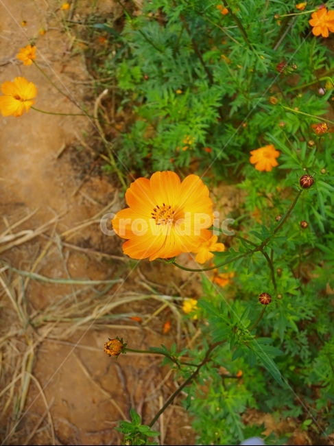 식물,코스모스,노랑코스모스,꽃,풀,가을,계절,fall,autumn,season,식물,자연,plants,nature,꽃,flower,plant