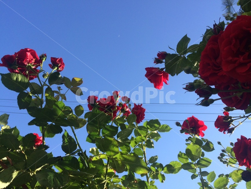 꽃,식물,자연,flower,nature