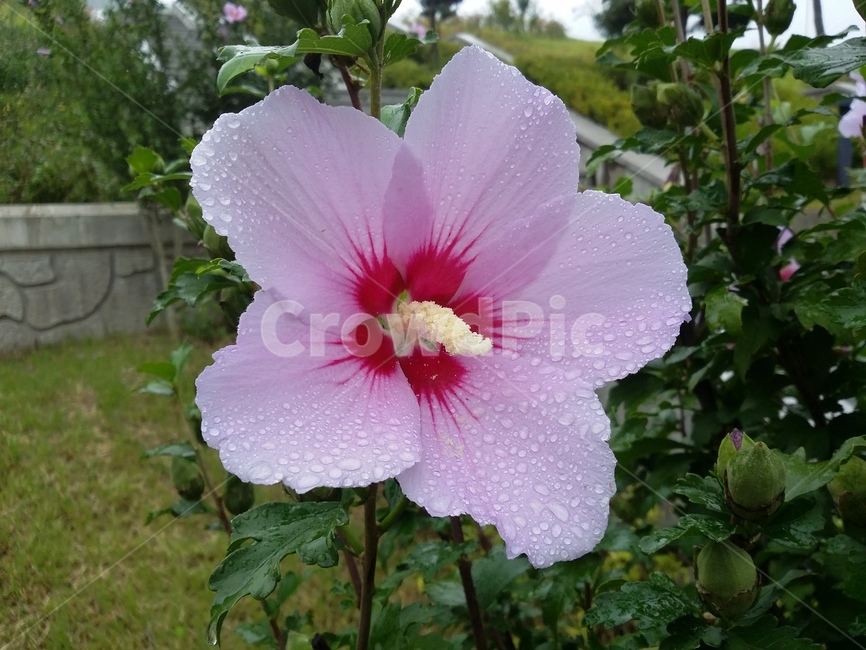 식물,plant,꽃,무궁화,자연,식물,자연,plants,nature,꽃,flower