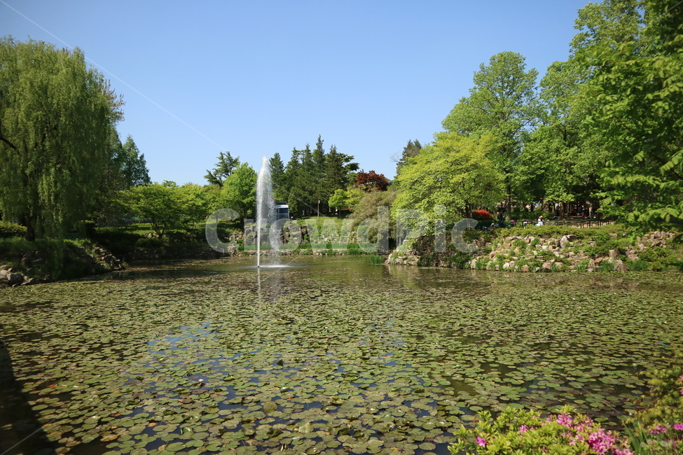 연못,호수,풍경,나무,연꽃,공원,자연,자연,풍경,nature,landscape,water,물,outdoors,옥외