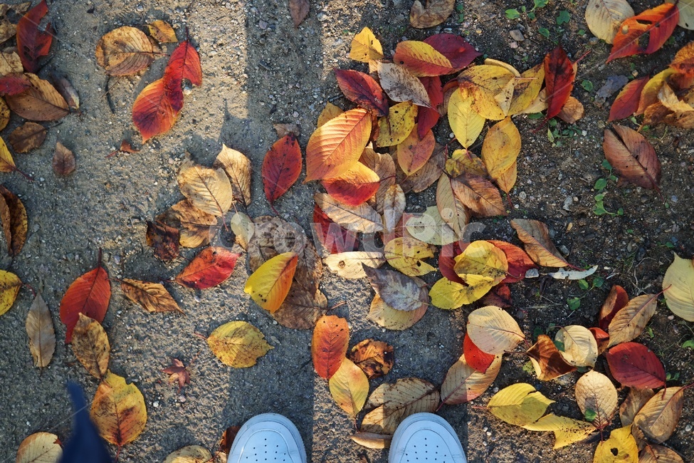 가을,낙엽,단풍,단풍잎,풍경,자연,계절,감성,그림자,fall,autumn,maple