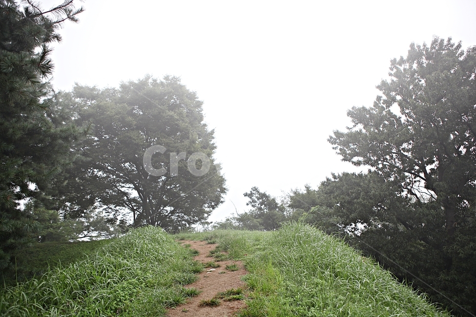 오솔길,길,둘레길,숲,숲길,식물,나무,풍경,여름,자연,풍경,nature,landscape,gravel,자갈,dirt road,흙길,road,도로,plant,tree,path,통로
