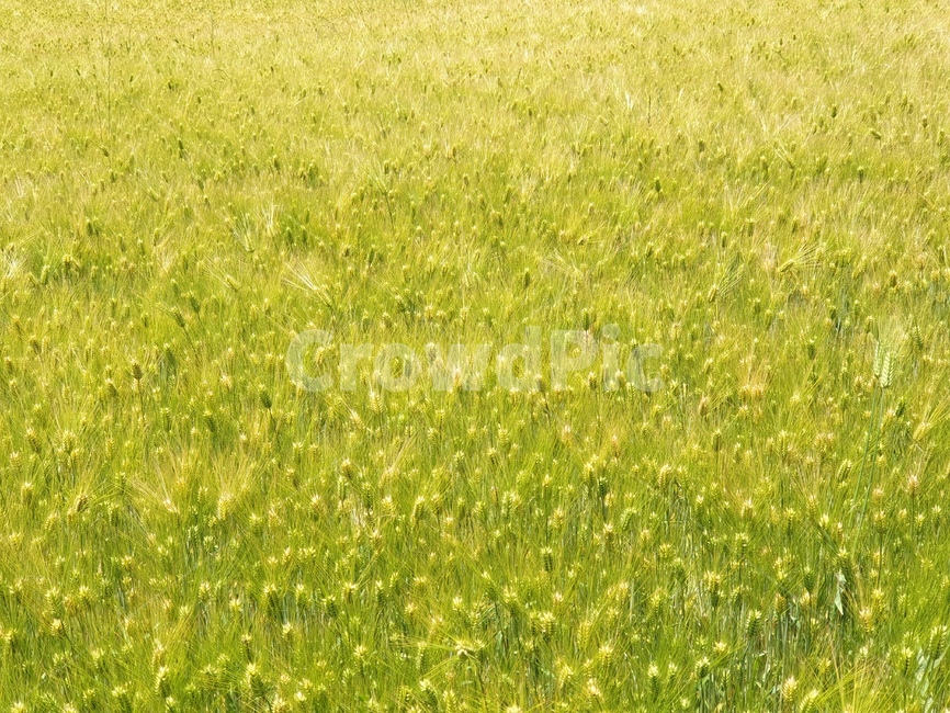 보리,곡식,봄,낮,초록