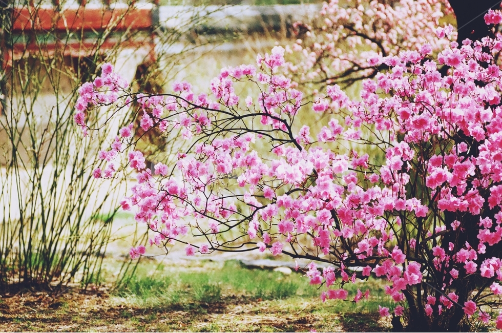 감성사진,봄,꽃,매화,사랑,감사,봄날,봄꽃,4월,벚꽃,진달래,봄,계절,spring,season,식물,자연,plants,nature,꽃,flower,감성,sensible,feeling,plant