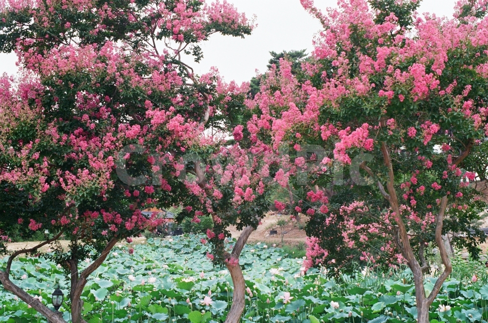 경주,배롱나무,연꽃,종오정일원,경주배롱나무,자연,풍경,nature,landscape,plant,식물