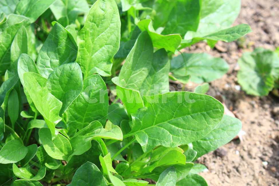 시금치,시금치재배,시금치농사,시금치밭,채소,식물,자연,plants,nature,농업,농사,agriculture,farming,farming industry