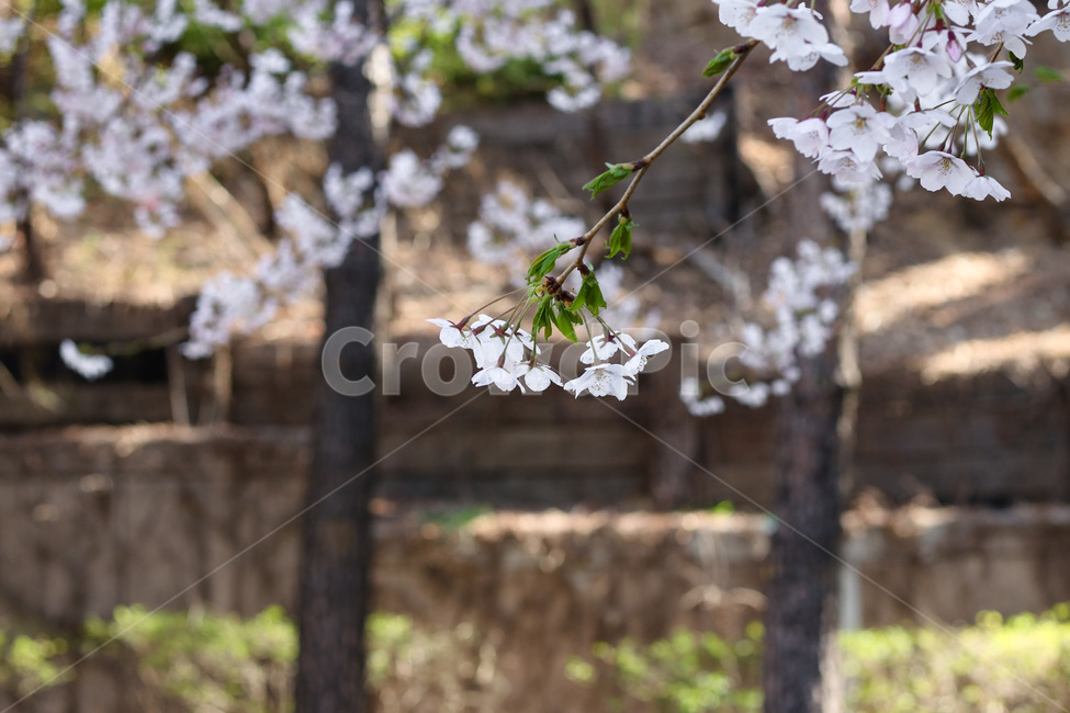봄,봄날,봄꽃,꽃,벚꽃,식물,아름다운,계절,백색,화이트,flower,season,spring,cherryblossom,white