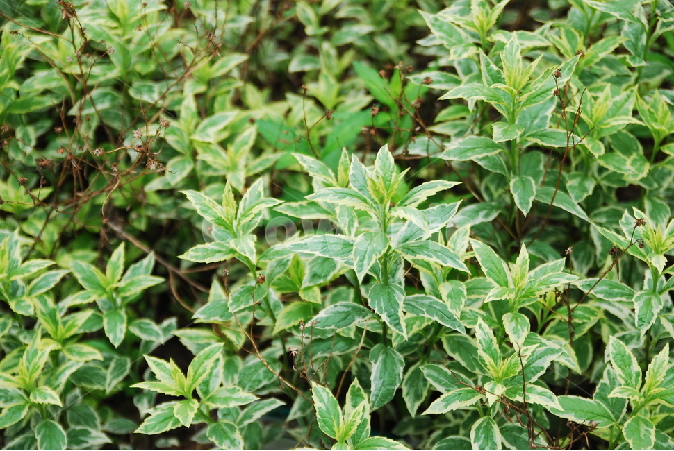 plant,공기정화,꽃,들꽃,허브,식물,식물,자연,plants,nature