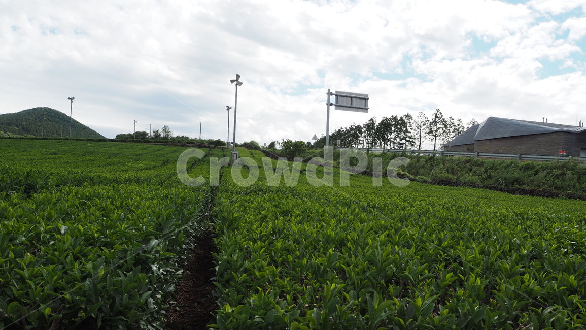 녹차밭,오설록,제주도,녹색,초록색,산업,industry,industrial,농업,농사,agriculture,farming,farming industry