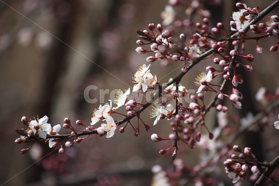 꽃,식물,양벚나무,봄,flower,봄,계절,spring,season,식물,자연,plants,nature,꽃,flower,plant,blossom