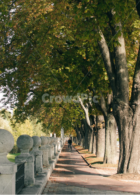 tree,나무,plant,식물,person,human,인간,다리,휴식,가을,감성사진,자연,풍경,nature,landscape