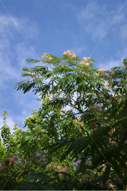 자귀나무꽃,꽃,나무,하늘,flower,식물,식물,자연,plants,nature