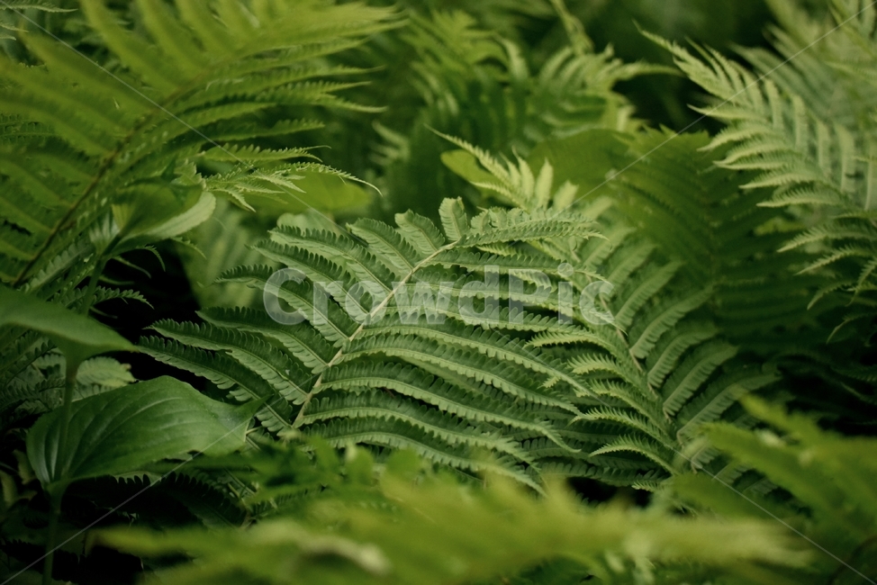 plant,식물,fern,양치류,잎,leaf,식물,자연,plants,nature