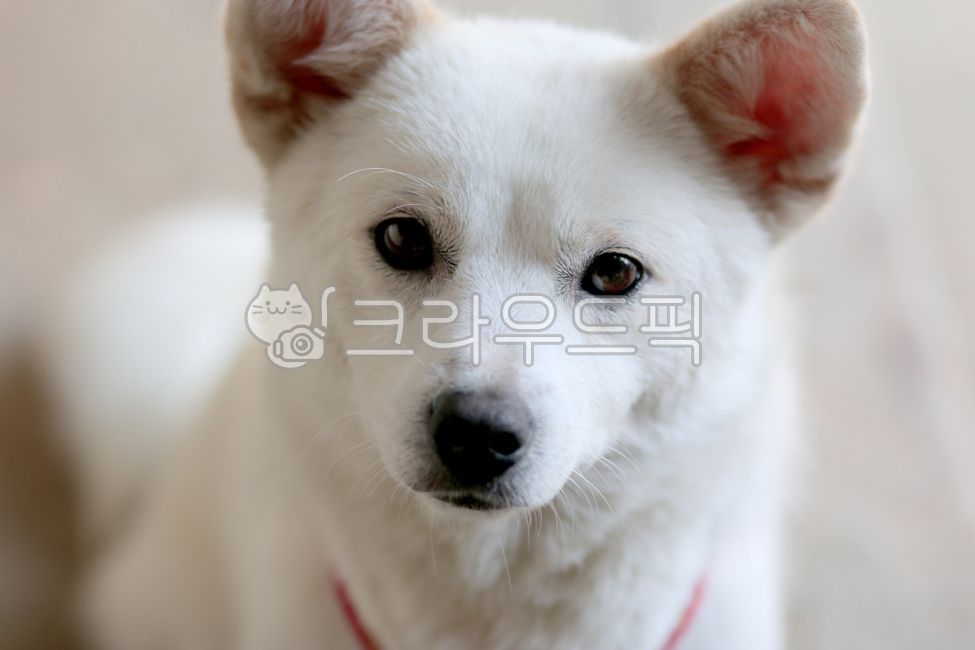 yawning dog,white dog,sitting dog,Pets,yard dog,dog stretching,animal,bowwow,Dog,dog,mammalia,pet